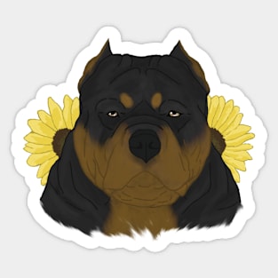 Black Tan American Bully with Sunflowers Sticker